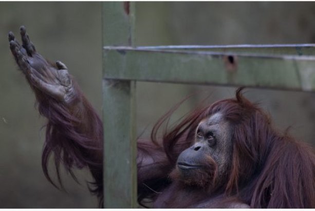 Sandra, orangutan