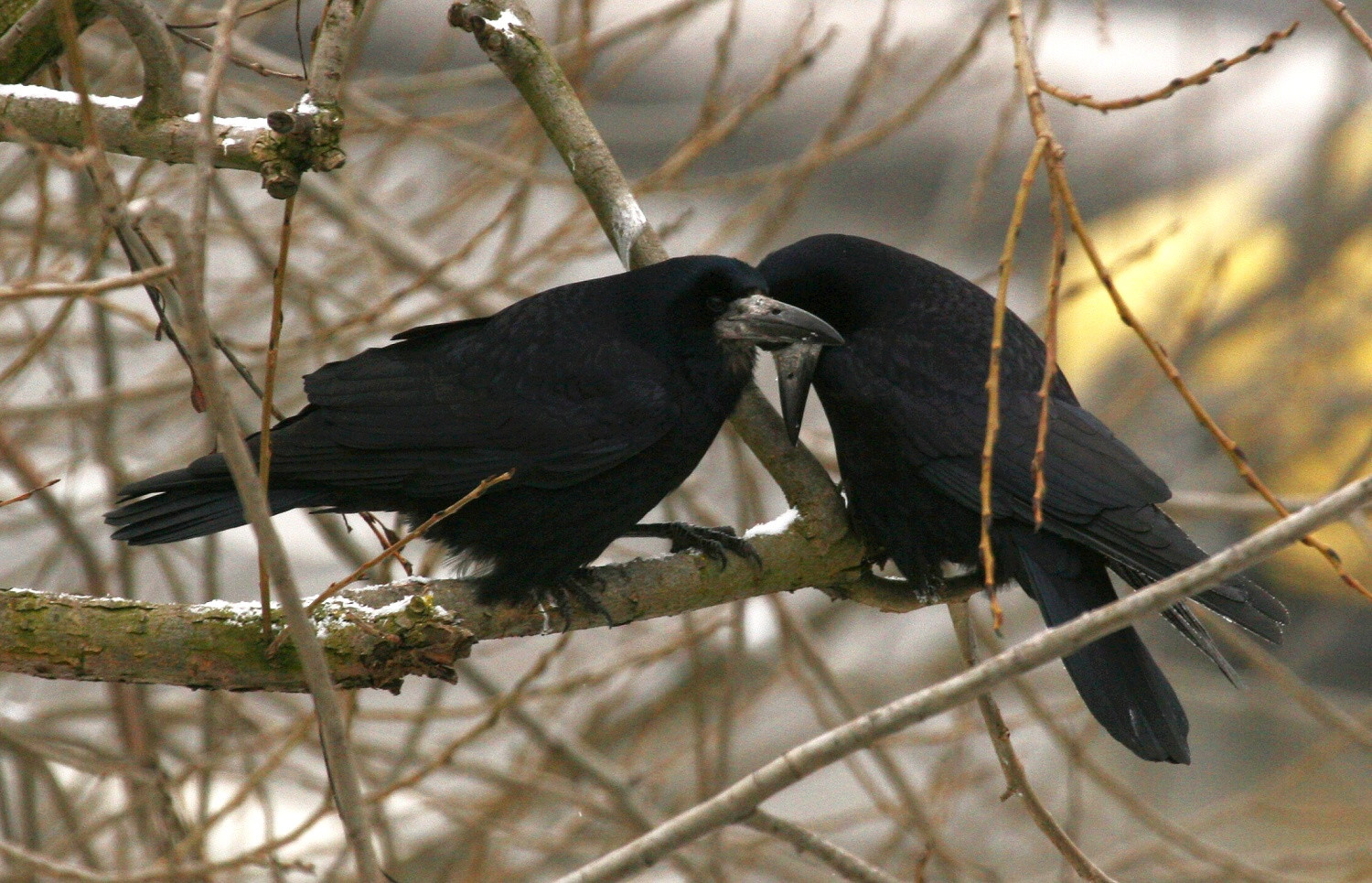 najväčšie čierne vtáky