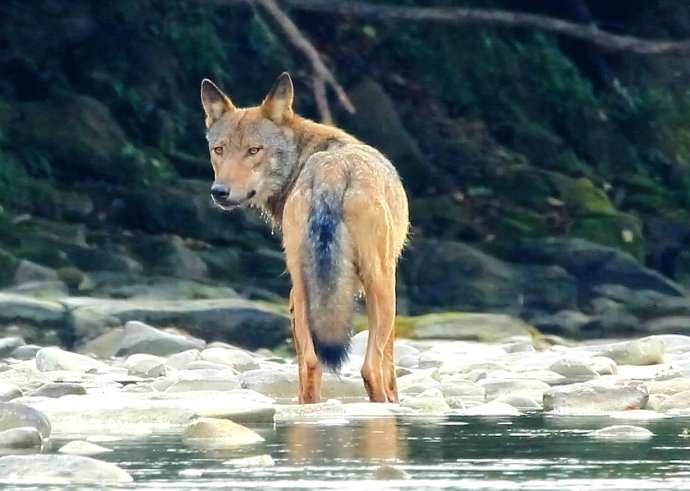 Vlk z filmu Vlčie hory. Foto – Jozef Fiala/Arolla Film