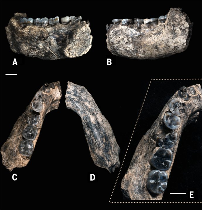 Fragment spodnej čeľuste starej 2,8 milióna rokov. Najstarší doklad existencie rodu Homo. FOTO - AP