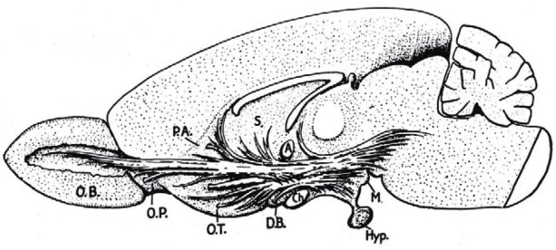 Kresba mediálneho zväzku predného mozgu z roku 1938. Jeho súčasťou je aj systém odmeny, respektíve systém vyhľadávania. Optic chiasm (Ch), olfactory bulbs (O.B.), olfactory peduncle (O.P.), paraolfactory area (P.A.), olfactory tract (O.T.), diagonal band of Broca (D.B.), anterior commissure (A), pituitary gland/the hypophysis (Hyp.), septum (S.), and mammillary bodies (M).