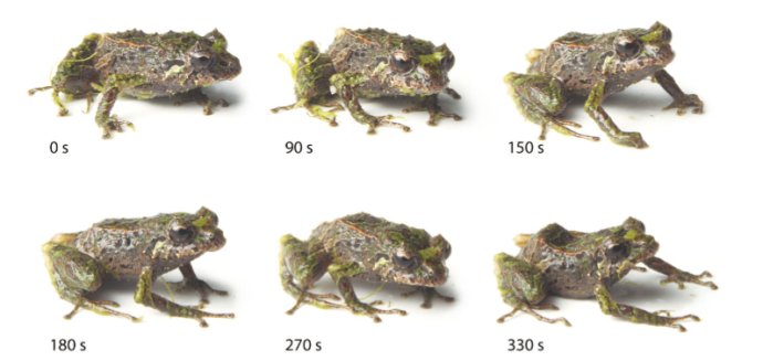 Žabka (Pristimantis mutabilis) mení štruktúru pokožky z tŕnistej či hrčkovitej na jemnú v priebehu niekoľkých minút. Reprofoto - Guayasamin a tím (2015)