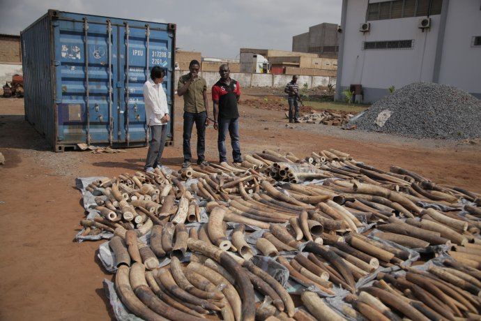 Zadržená ilegálna slonovina v štáte Togo. Foto: TASR