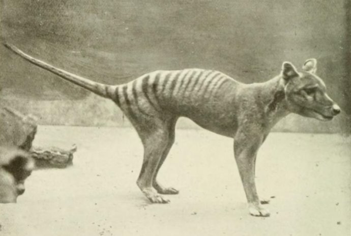 Vakovlk tasmánsky. Vyhynul v 20. storočí. FOTO - Wikimedia