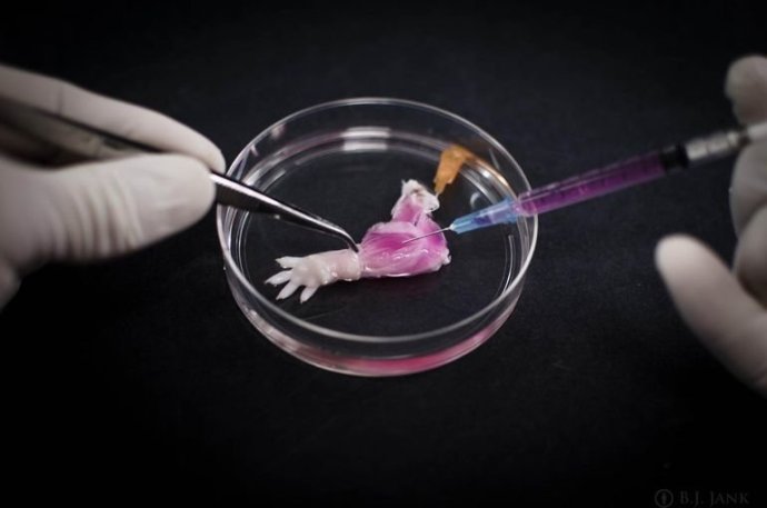 Do končatiny zbavenej buniek vedci vpichli roztok kmeňových buniek. FOTO - Bernhard Jank/Nemocničné centrum pre regeneratívnu medicínu v Massachusetts.