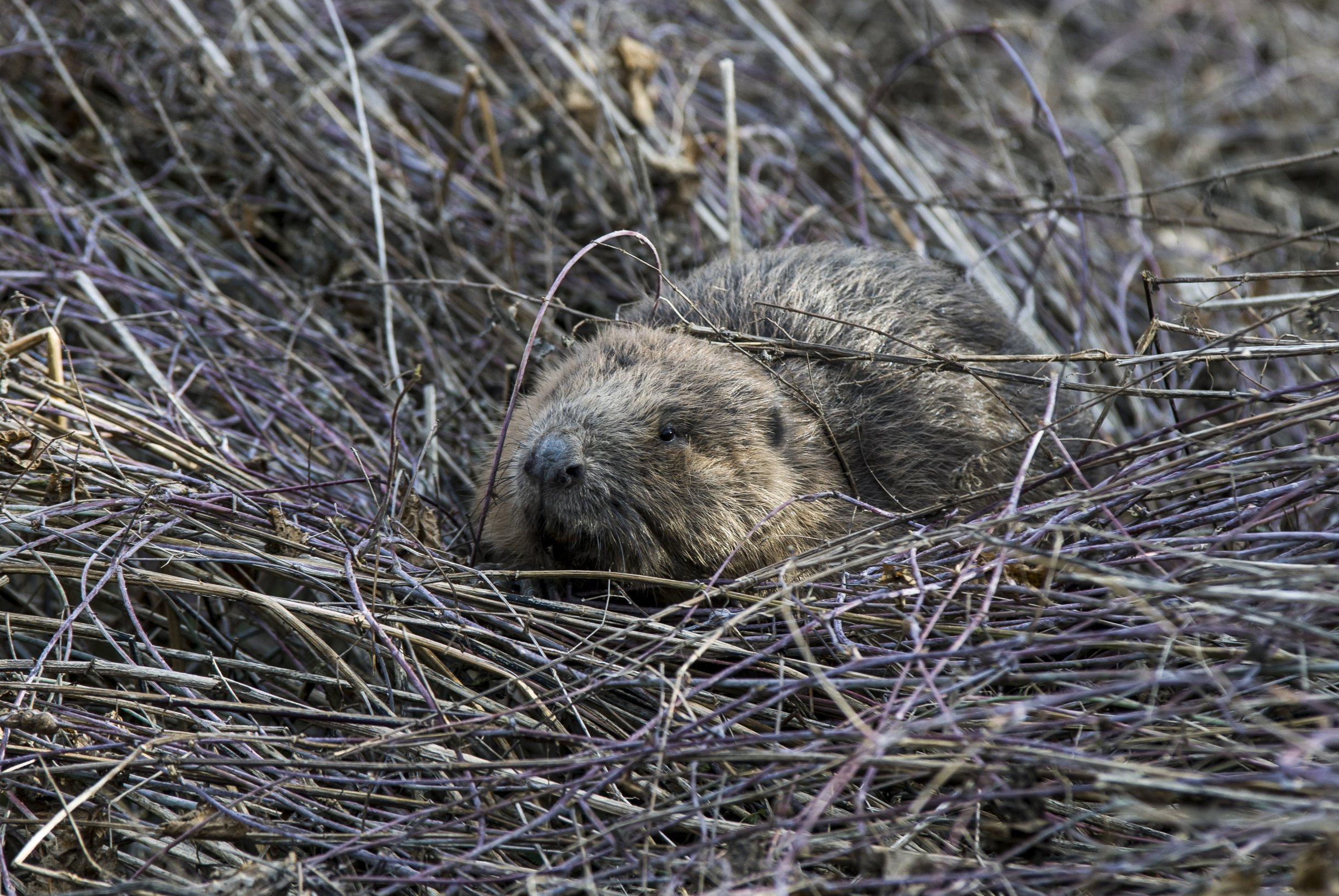 Slovak Court Strikes Down Order Allowing Beavers to Be Culled
