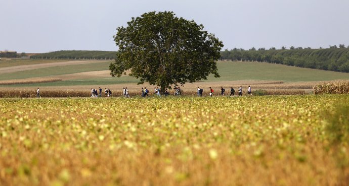 Utečenci kráčajú poľom neďaleko obce Tovarnik na srbsko-chorvátskej hranici. Foto - TASR/AP