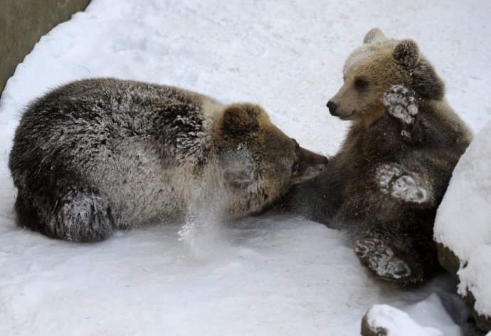 Medvede hnedé sa hrajú v snehu v ZOO v Bojniciach. Foto - archív TASR