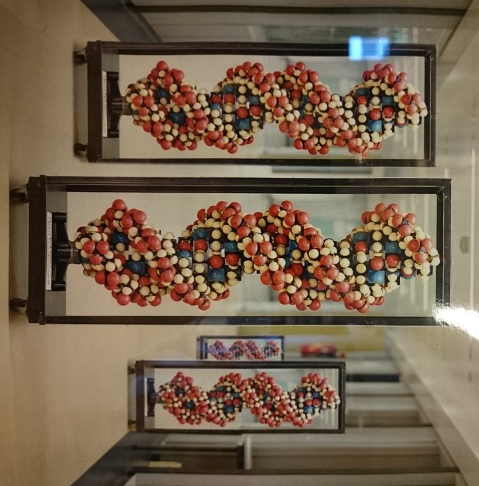 Dvojzávitnica DNA na chodbách univerzity v Groningene. Foto - Martina Hestericová