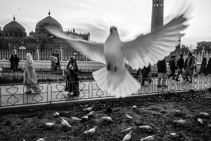 Afganistan, 2009. Okolie slávnej Modrej mešity v meste Mazáre Šaríf na severe krajiny je povestné množstvom bielych holubíc. Univerzálny symbol mieru v kraji, kde naďalej operuje hnutie Taliban a kde chodia ženy zahalené v burkách. Foto - Andrej Bán