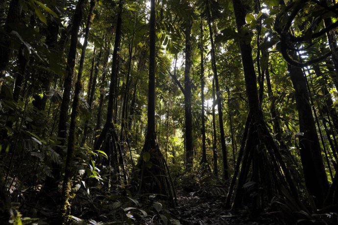 Chodiace stromy v Ekvádore. UNESCO biosférická rezervácia Sumaco. Foto - Archív Peter Vršanský