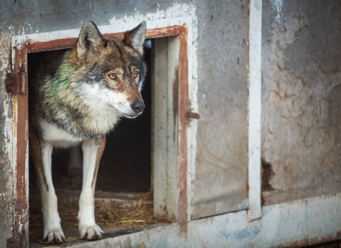 Vlk v zajatí. Foto N - Tomáš Benedikovič