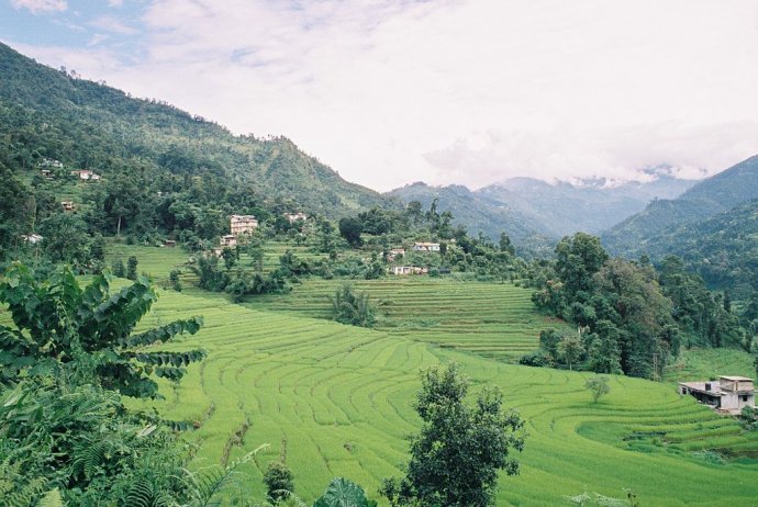 Ryžové polia v štáte Sikkim. Foto – Wikipedia