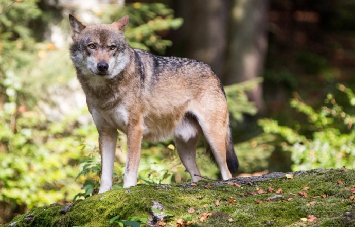 Veľmi blízko prirodzeným podmienkam žijú vlky v Nemecku v Bavorskom lese. Majú tam veľký výbeh obohnaný plotmi, prístupný pre návštevníkov. Foto N – Matej Dugovič