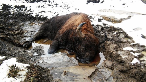 Holanďan Archie skonal v&nbsp;Poloninách, na útek už nemal silu