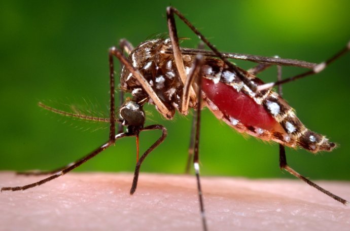 Komár Aedes aegypti. Foto – TASR/AP