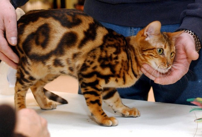 Súčasná bengálska mačka vznikla krížením mačky domácej s divou bengálskou mačkou. Foto – Tasr