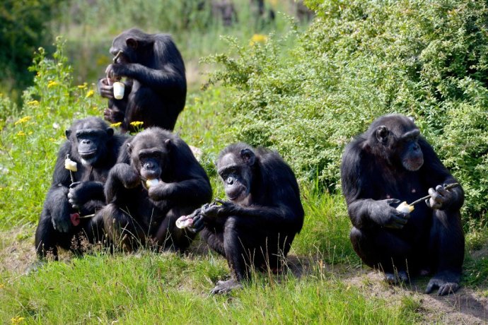 Šimpanzy. Ilustračné foto – TASR/AP