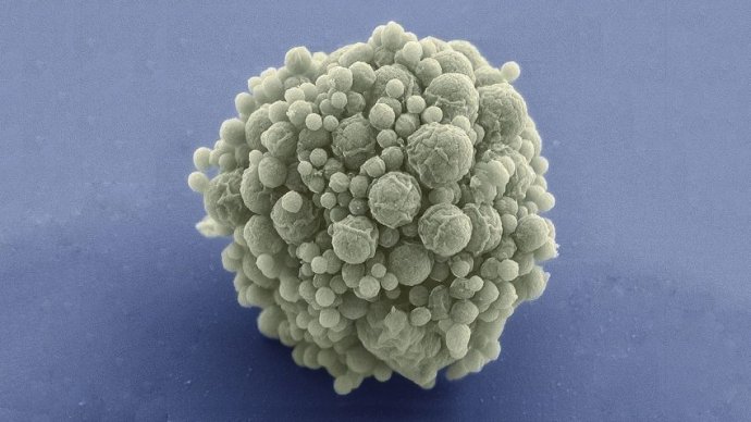 Syntetická baktéria Syn 3.0. Foto – Science