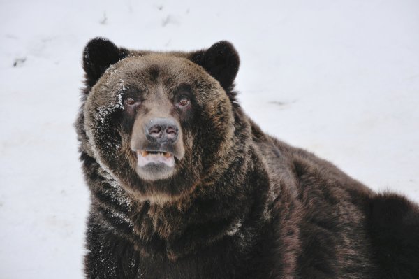 Keď sa Tatranca spýtate, či už videl medveďa, odpovie, že šoférovať električku ešte nie