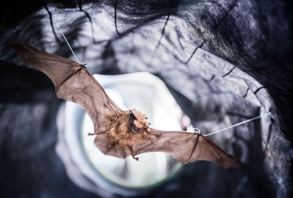 Jaskynný lev aj medvedí brloh. Máme múzeum, kde sa nebudú deti nudiť