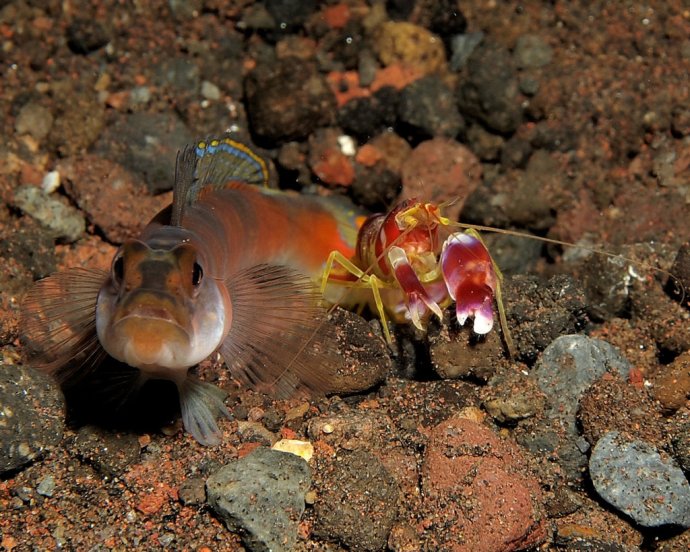 Pištoľnícke krevety žijú často v symbióze s rybami z čeľade hlaváčovitých. Výmenou za ochranu pre ne hĺbia nory. Foto – Wikimedia/cc