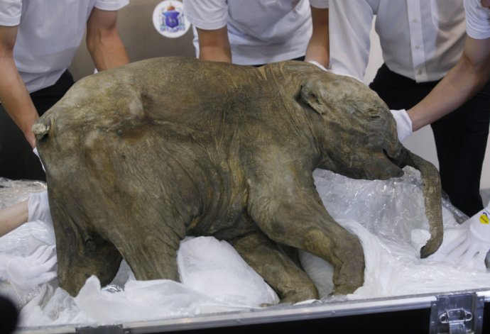 Telo mŕtveho mamuta. Foto - TASR/AP