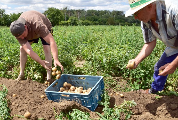 Pestovanie zemiakov. Ilustračné foto - TASR