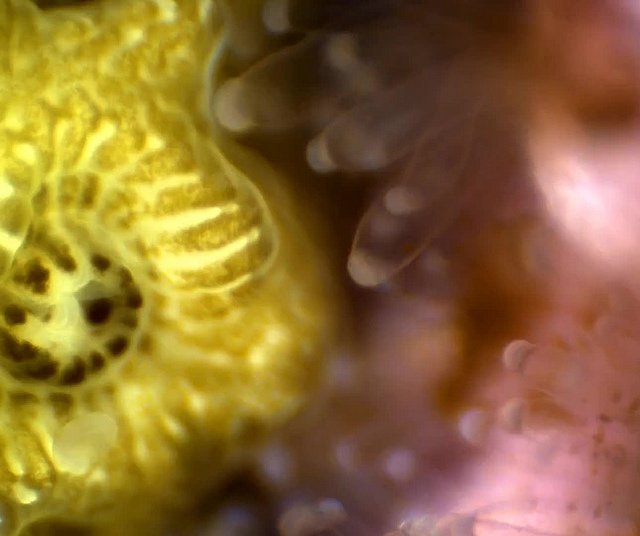 Jav podobný bozkávaniu, ale aj boj medzi rôznymi druhmi koralov. To všetko je možné pozorovať zblízka na morskom dne vďaka novému podvodnému mikroskopu. Foto – Scrippsov inštitút oceánografie, UC San Diego