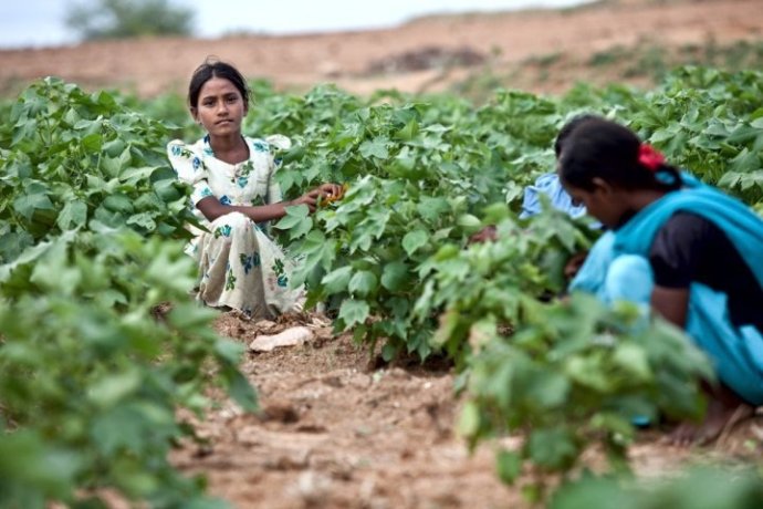 Deti často pracujú na plantážach s bavlnou. Foto – UNICEF