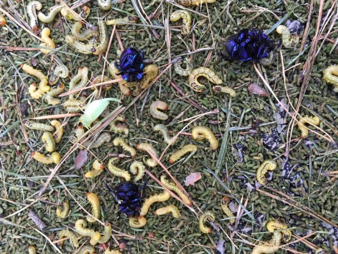 Mŕtvy hmyz v lese na Záhorí. Foto - Tomáš Hulík