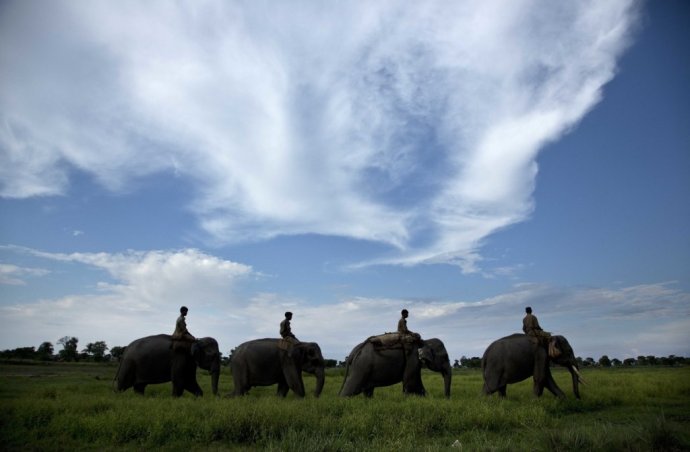 Slony v niektorých afrických krajinách úplne vyhynuli. Foto - TASR/AP
