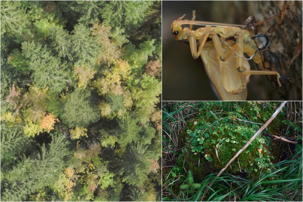 Pohľad na Tichú dolinu zhora, v staršom lese prerastajú cez smreky listnaté stromy. Vpravo je vzácny hmyz pošvatka v poslednom štádiu a zeleň v Tichej doline. Foto N – Daniel Vražda, Karol Kaliský a Jozef Fiala/Arolla Film.