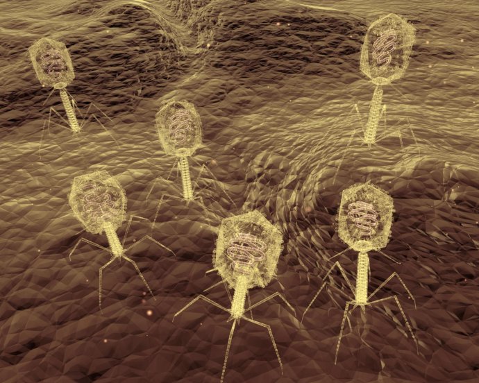 Bakteriofágy na povrchu svojej hostiteľskej baktérie. Foto – EPFL