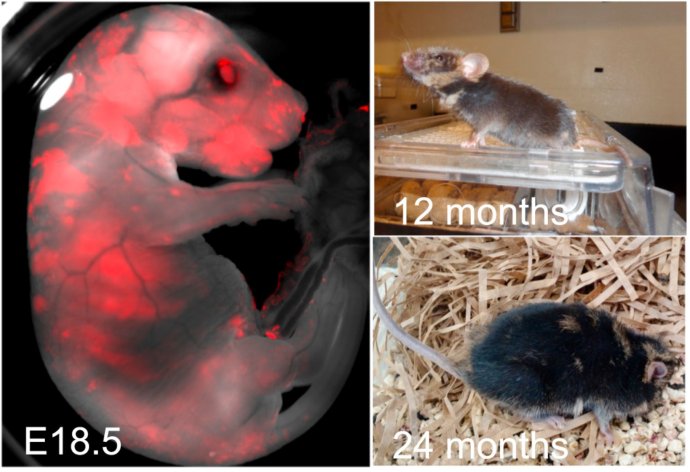 Chiméry myši a potkana sa dožili veku až dvoch rokov. Foto – Cell