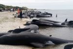 Živočíchy uviaznuté na novozélandskej pláži. Foto – TASR/AP
