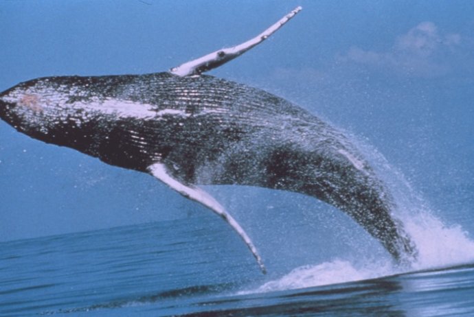 Vráskavec dlhoplutvý. Foto – NOAA/Wikimedia/CC