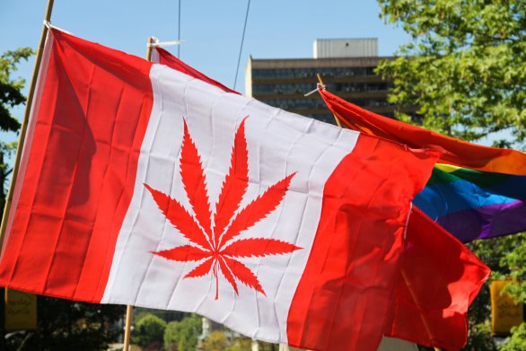 Javorový list nahradil list konope. Foto – Flickr/Cannabis Culture