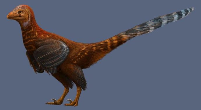 Nový druh dinosaura Jianianhualong tengi mal podobne asymetrické perie ako dnešné vtáky. Foto – Nature