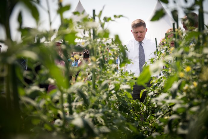 Premiér má bližšie k farmárom ako k ochranárom, v lese sa veľmi neukazuje, každoročne ide na žatvu. Foto N – Vladimír Šimíček
