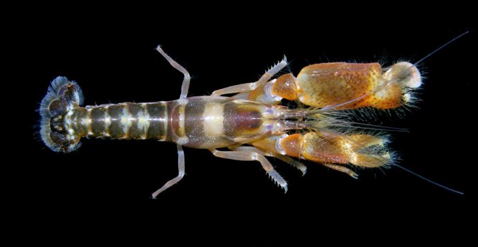 Pištoľová kreveta druhu Alpheus rugimanus. Foto - Arthur Anker. Zdroj - Hyžný a jeho tím (2017).