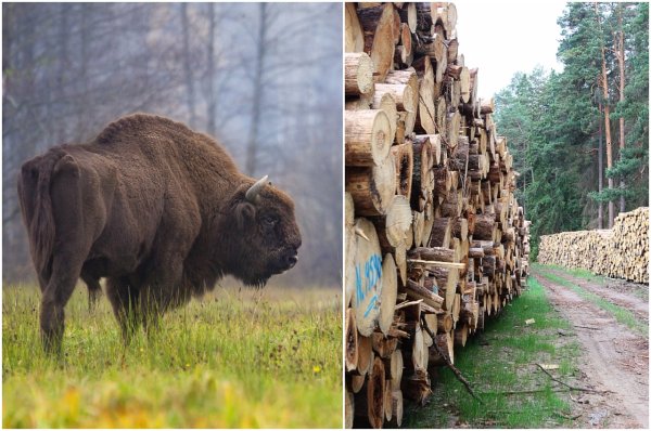Poliaci bojujú o&nbsp;svoj prales ako z&nbsp;rozprávky bratov Grimmovcov