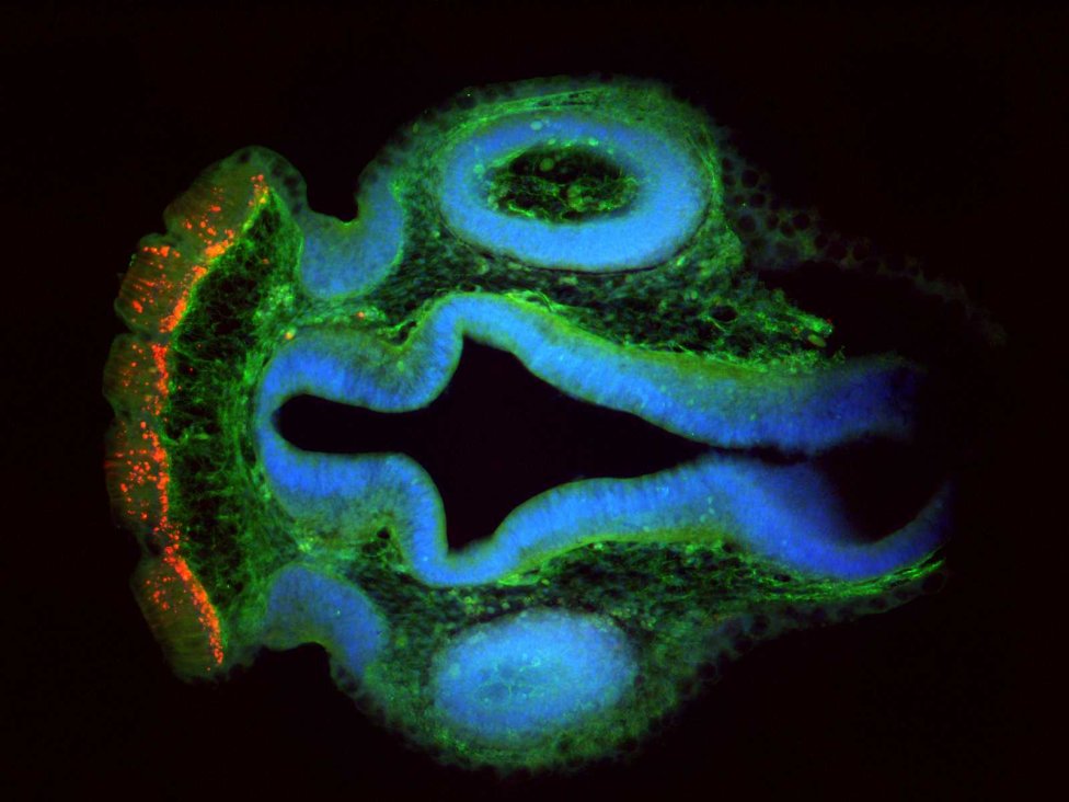 Rez embryom šťukovca. Červená farba v ľavej časti je fluorescenčná značka, ktorá ukazuje na prítomnosť endodermy na povrchu hlavy. Foto – archív Martin Minařík