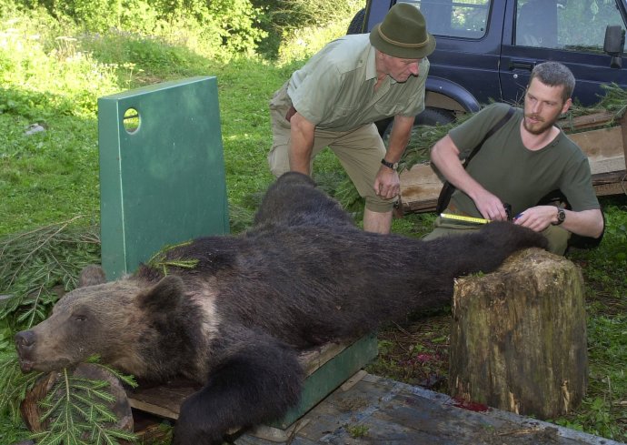 Pracovník Štátnej ochrany prírody odoberá vnútornosti a vzorky zo zastrelenej medvedice. Ilustračné Foto – TASR