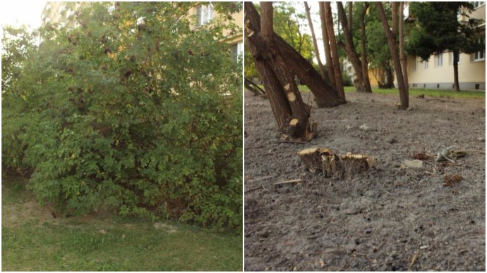 Vľavo krík na Rumančekovej, vpravo to, čo z iného kríka zostalo po oreze. Foto N – Samuel Prílepok