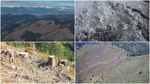 Ako miznú slovenské lesy: holoruby a&nbsp;rúbaniská sú aj tam, kde žijú medvede, vlky a&nbsp;hlucháne (fotogaléria)
