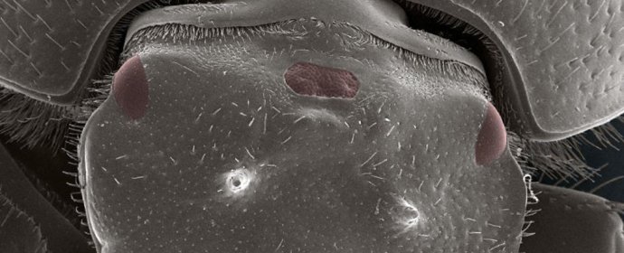 Tretie oko chrobáka druhu skarabeus. Foto - Eduardo Zattara/univerzita v Indiane