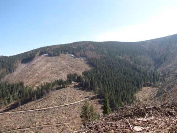 Vrch Stolica – Kyprov vrch v Chránenom vtáčom území Stolické vrchy (habitát hlucháňa). Foto – Ján Kristofory/Arolla Film
