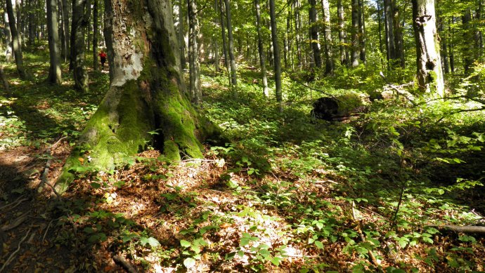 Stužický prales v Poloninách. Foto - TASR