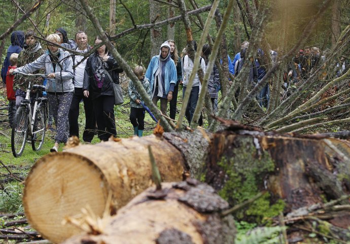 Od marca minulého roka poľská vláda dovolila navyšiť limity ťažby vo vzácnom pralese až trojnásobne. Foto: TASR/AP - Czarek Sokolowski